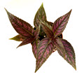 Persian Shield